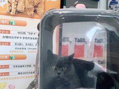 -关爱宠物医院·猫科中心·消化科(滨湖万达分院)