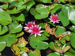 -武汉园博园(武汉自然博物馆)