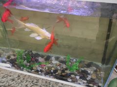 -阿鹏故事云南野生菌火锅(人民路店)