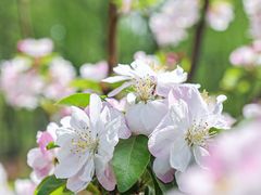 -海棠花溪(元大都城垣遗址公园)