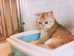 -1013 PET SHOP 宠物商店(近铁城市广场店)