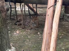 -成都动物园