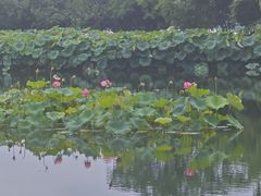 -金银湖国家城市湿地公园