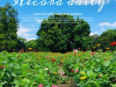 -上海共青森林公园