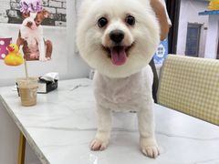 -翊宠yipet猫狗购宠庄园犬舍•猫舍