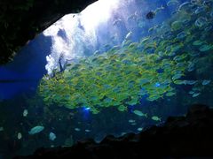 -芜湖新华联大白鲸海洋公园