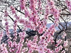 -白水寺森林公园