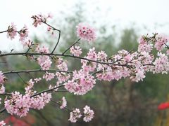 -天适樱花悠乐园