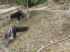 -上海野生动物园