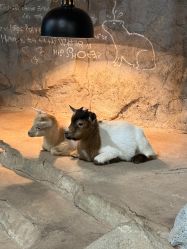 -Zoolung Zoolung动物主题公园(海信广场店)