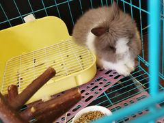 -志龙皇冠吃货椰子铺