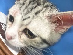 -瑞派福兴宠物医院犬猫全科·骨科·中西医结合(河东店)