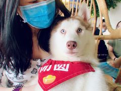 -Husky Go! 哈士奇体验馆·宠物咖啡厅狗咖