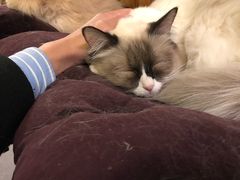-猫色咖啡·猫咖