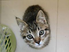 -康爱犬猫诊所·牙专科·骨外科·影像内科(丰宁店)