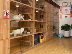 -喵百万·布偶·蓝金金渐层英短·猫舍(百子湾店)