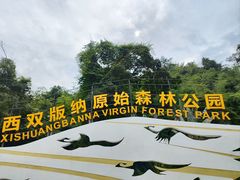 -西双版纳原始森林公园