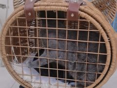 -瑞鹏宠物医院·微创内窥镜·骨外科·牙科(翠竹分院)