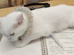 -喵八撸猫馆
