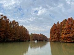 -上海海湾国家森林公园