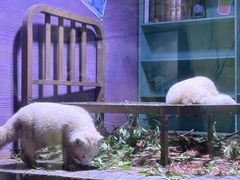 -上海海昌海洋公园-冰山北极馆