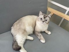-鼓捣猫呢主题猫咖店
