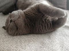 -lincat·猫舍(广州店)