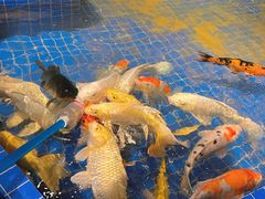 -昆明大悦城未来动物城(螺蛳湾中心店)