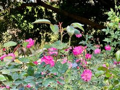 -人民公园(罗湖区)