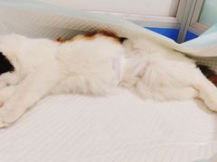 -灵美宠物诊所