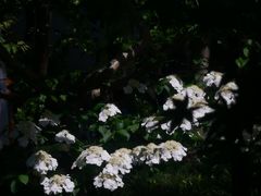 -嘉定紫藤园