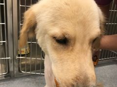 -爱诺耐芙动物医院(万博店)