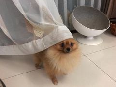 -博特宠物医院24h犬猫全科.骨科·异宠
