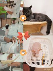 -Moni星球萌宠·小马宝莉·灵蛇·高端高阶全萌宠互动体验俱乐部(红豆国际广场店)