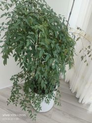 -HEYAN荷妍专业脱毛连锁机构