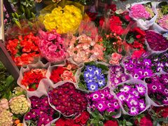 -大自然花鸟鱼虫市场