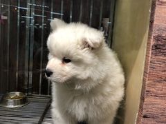 -宠物世家(仲盛世界商城店)