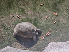 -广东惠东海龟国家级自然保护区