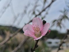 -丹樱生态园