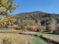 -千年银杏谷文化旅游区