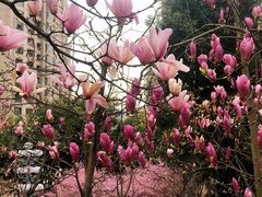 -重庆市江北嘴中央商务区中央公园