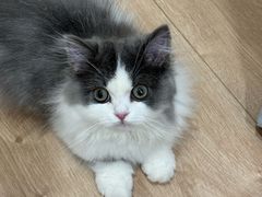 -欣宠猫屋·矮脚拿破仑·蓝金金渐层