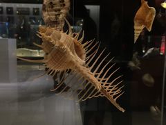 -青岛贝壳博物馆