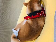 -逗柴咖啡屋·狗咖猫咖宠物桌游