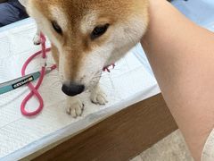 -美联众合动物医院·24h转诊中心