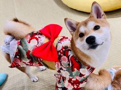 -逗柴咖啡屋·狗咖猫咖宠物桌游