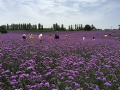 -紫颐香薰山谷景区