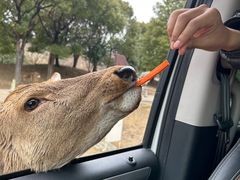 -常州淹城野生动物世界