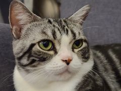 -猫大福·Fortune Cat猫舍(百子湾店)