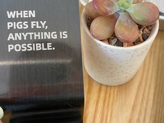-WHEN PIGS FLY当猪飞